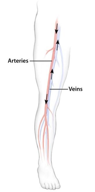 Diagram of veins and arteries in a leg