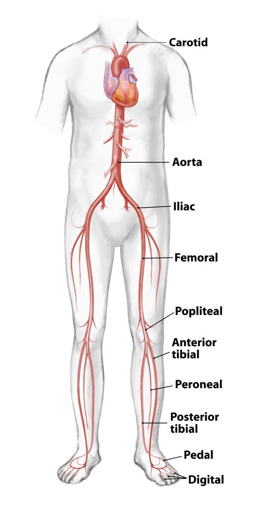 Vascular Anatomy Chart