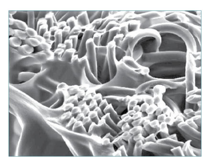 Microscopic Image of AlboGraft